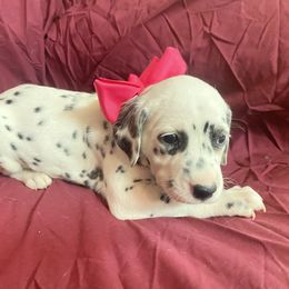 Pink Girl - White and black Dalmatian puppy in Leavenworth, Kansas from Tally Ho Dalmatians