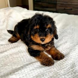 Black and Tan Girl - Black phantom female Aussiedoodle puppy in Burkesville, Kentucky from Bline’s Awesome Aussies, Aussiedoodles & Doxies at the Bline Family Farm