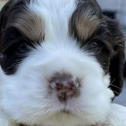 Cocker Spaniels from Bright Hill Cockers