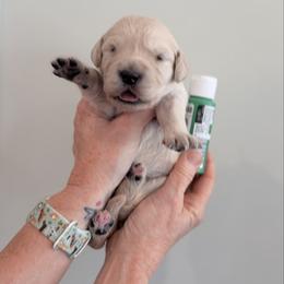Girl 8 - Emerald - Light golden female Golden Retriever puppy in Mc Minnville, Tennessee from Wishaw Whisky Golden Retrievers
