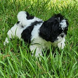White collar - Black and white female Shih Tzu puppy in New Bern, North Carolina from Kuddly Creatures