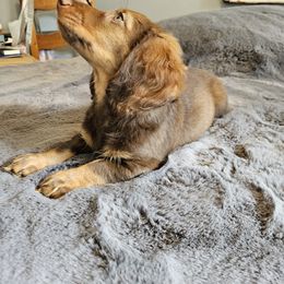 Dachshund Puppies from butter beans babies