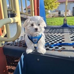 Maltese Puppies from Puppy Promise