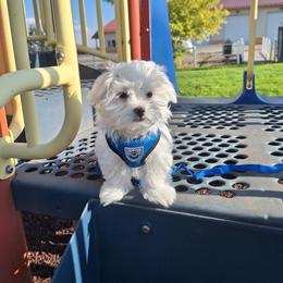 Maltese Puppies from Puppy Promise