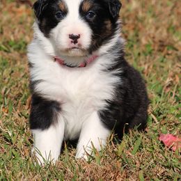 Meet Nova  black tri female - Black tri-color female Australian Shepherd puppy in Cookeville, Tennessee from Spring Creek Aussies