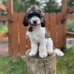 Bucatini - Black tri-color male Assorted Doodle Crosses puppy in Arlington, Washington from Doodle Love Laugh