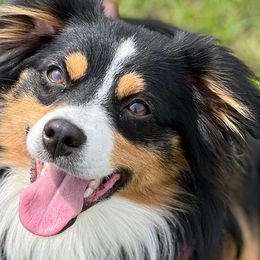 Miniature American Shepherds and Teddy Roosevelt Terriers from Wiggle Wags Miniature American Shepherds