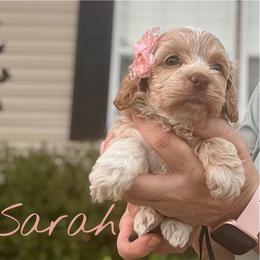 Sarah - Red female Cockapoo puppy in Mocksville, North Carolina from Little Bear Doodles