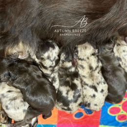 3500 - Dapple male Dachshund puppy in Clever, Missouri from Autumn Breeze Dachshunds