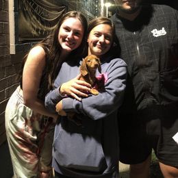 Dachshund Puppies from Mini Doxies R Us