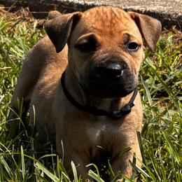 Hercules - Fawn male Boerboel puppy in Bon Aqua, Tennessee from Erickson Ranch Boerboels