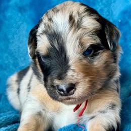 Red collar - Blue merle male Miniature Australian Shepherd puppy in 32046, Florida from River Hill Ranch