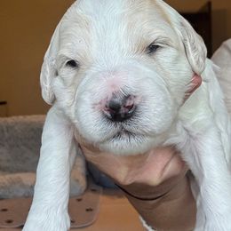 Ridge - Parti male Goldendoodle puppy in Merced, California from Old Lake Doodles