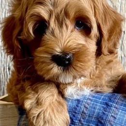 Australian Labradoodles from Bluegrass Country Labradoodles