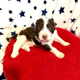 Boyd - male Golden Mountain Doodle puppy in Victoria, Texas from Deidre's Doodles