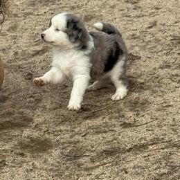 Boy 2 - Blue merle male Miniature Australian Shepherd puppy in Menifee, California from Fisher Farm