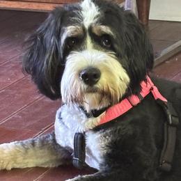 Pepper - Bernedoodle