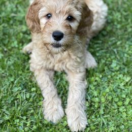 Goldendoodle Puppies from Coal Country Doodles