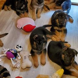 German Shepherd Puppies from Sterley Shepherds