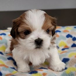 Chip - Sable and white Shih Tzu puppy in Wolcottville, Indiana from Ducky's Doodles