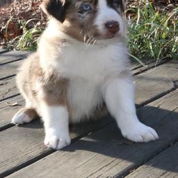 Megumi - Red merle male Australian Shepherd puppy in Macon, Georgia from Shaina’s Shepherds