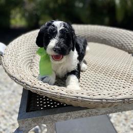 Aussiedoodle and Goldendoodle Puppies from Cuddly Doodles