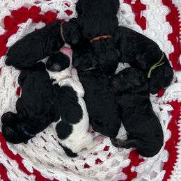 Goldendoodle and Poodle Puppies from Trammell’s Southern Pups