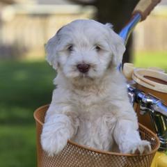 Winnie - Parti Double Doodle puppy in Lynden, Washington from Cloud Nine Doodles