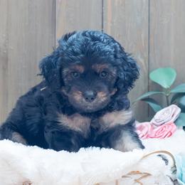Chocolate Cosmos: Cosmo - Black and tan male Cavapoo puppy in Fairfield, Illinois from Positively Doodles