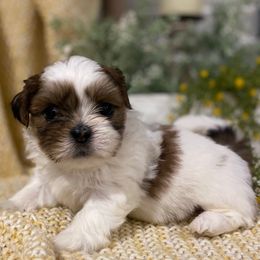 Boy 1 - Sable and white male Shih Tzu puppy in Lexington, North Carolina from SCS Shih Tzus