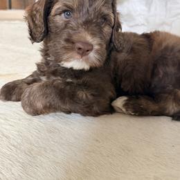 Uno - Chocolate male Labradoodle puppy in Manchaca, Texas from Heartrock Labradoodles