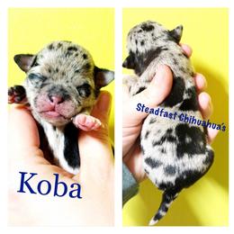 Koba - Merle male Chihuahua puppy in Charlevoix, Michigan from Steadfast Chihuahua’s
