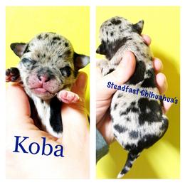 Koba - Merle male Chihuahua puppy in Charlevoix, Michigan from Steadfast Chihuahua’s