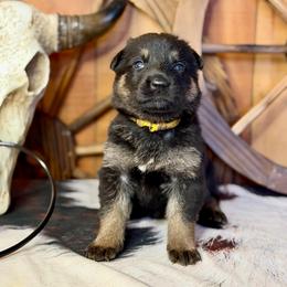 Kove - Black and tan female German Shepherd puppy in Beech Grove, Arkansas from Ze Zadnich lesu