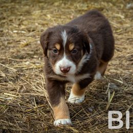Border Collie, Golden Retriever, and Sporty Mix Puppies from Turbo Border Collies & Coltrievers