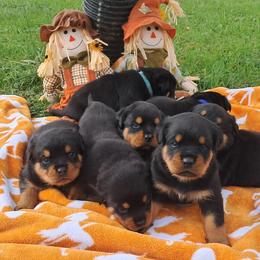Boy 3 - Black and mahogany male Rottweiler puppy in De Witt, Iowa from Irish Eyes Kennels