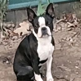 Holly - Boston Terrier