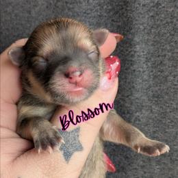 Blossom - Orange sable female Pomeranian puppy in Utah from Pop Off Pomeranians