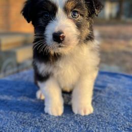 Girl 1 - Black tri-color female Australian Shepherd puppy in Powhatan, Virginia from Ohana Amstaffs and Aussies