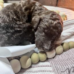Boy 5 - male Poodle puppy in Statesville, North Carolina from Magnolia Crown’s Standard Poodles