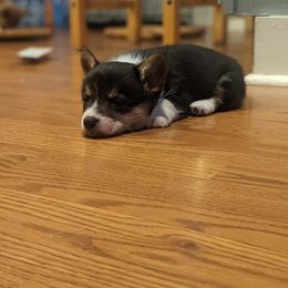 Pembroke Welsh Corgi Puppies from Rose Water Corgis