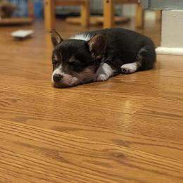 Pembroke Welsh Corgi Puppies from Rose Water Corgis