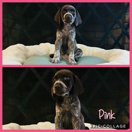 Pink - Liver female German Shorthaired Pointer puppy in Arkadelphia, Arkansas from Concordia