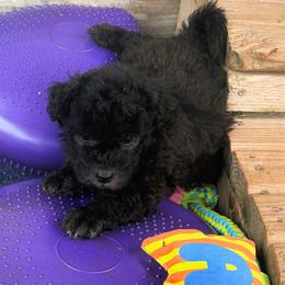 TBA - Black male Pumi puppy in Delhi, New York from Catskill Pumi