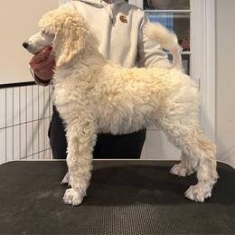 Girl 1 - Cream female Poodle puppy in Walpole, Massachusetts from Harborstone Poodles and Terriers