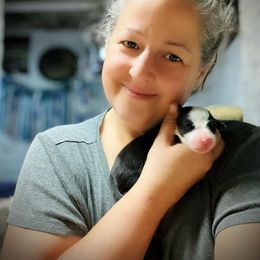 Bearded Collie and Border Collie Puppies from Beloved Bearded & Border Collies