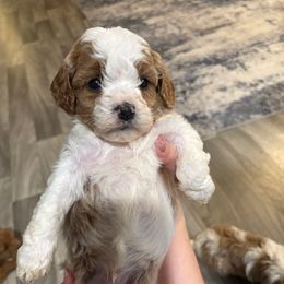 Buddy - Blenheim male Cavapoo puppy in Osseo, Michigan from Smiths Fluffy butts