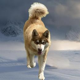 Burt - Alaskan Malamute