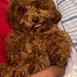 Bichon Frise and Poodle All Grown Up from Casa de Curls