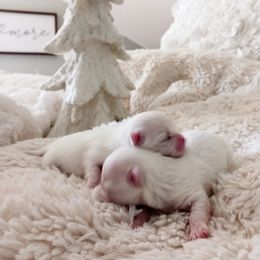 Maltese Puppies from Maltese Colorado